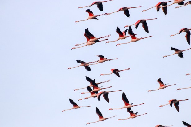 Pulicat - Flamingo Flying