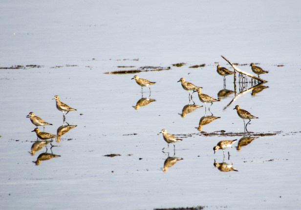 Pulicat - Pacific Golden Plover