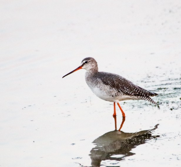 Pulicat - Redshank