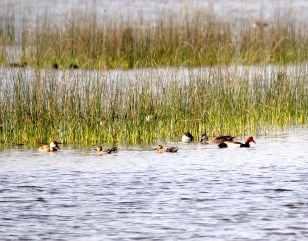 Red-crested Pochard.jpg