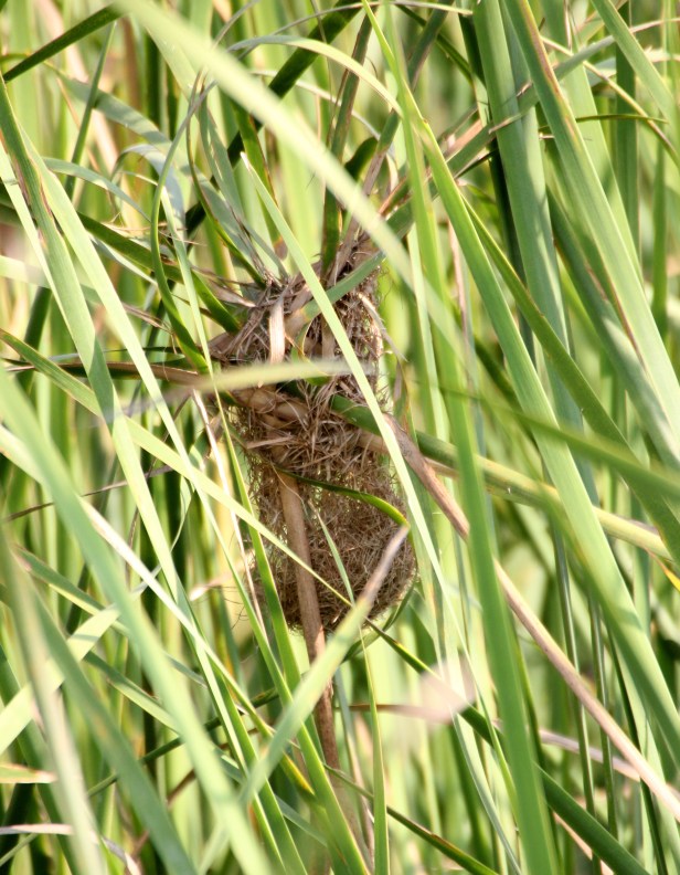 Streaked Weaver Nest
