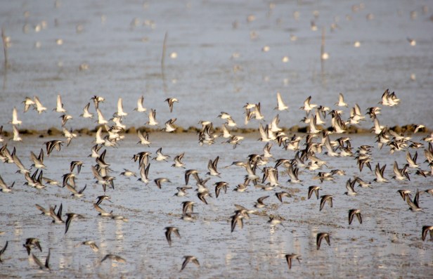 Waders Flock.jpg
