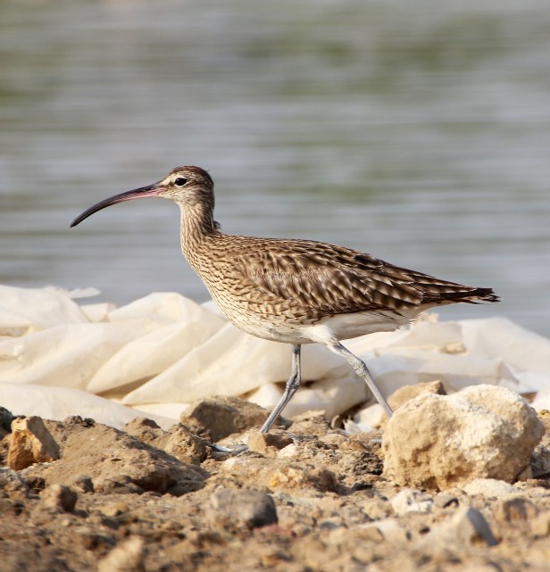 Whimbrel.jpg