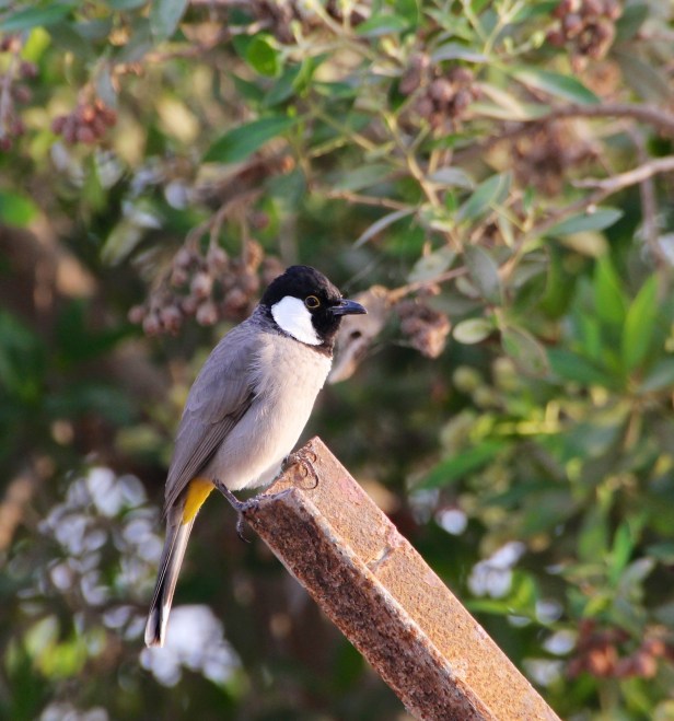 White-eared Bulbul.jpg