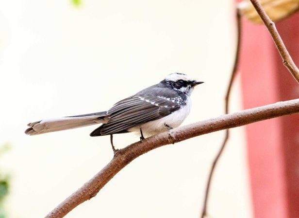 2016-01-24IMG_3070 75