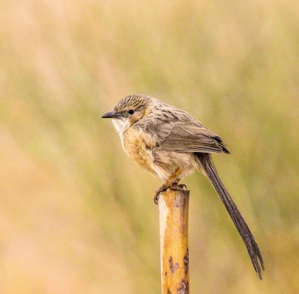 2016-01-24IMG_3109 92