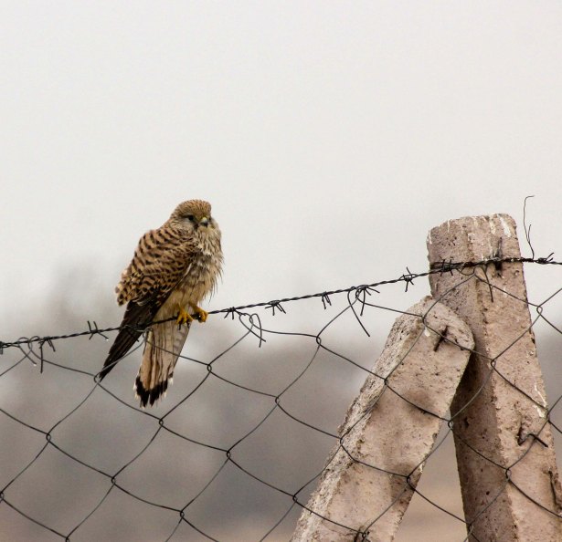 2016-01-24IMG_3360 163