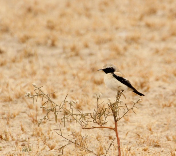 2016-01-24IMG_3367 164