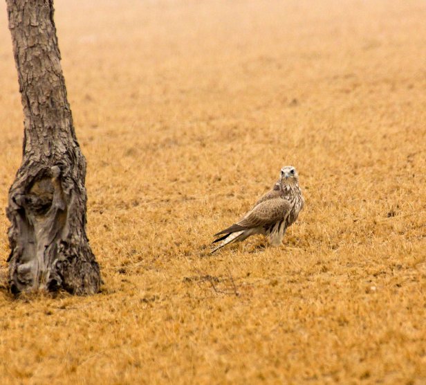 2016-01-24IMG_3605 239