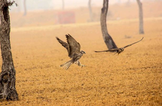 2016-01-24IMG_3619 249