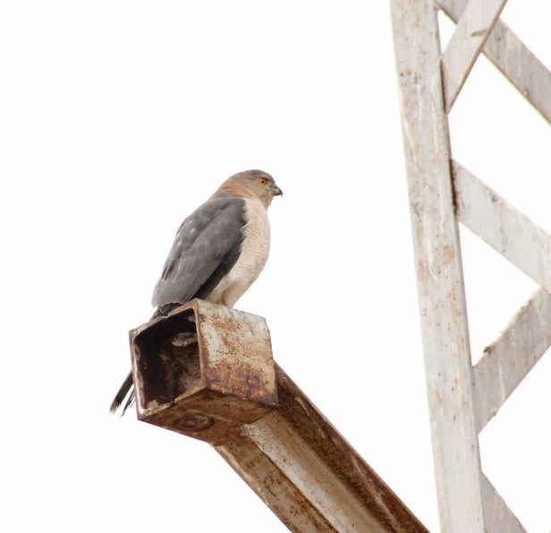 2016-01-24IMG_3712 302