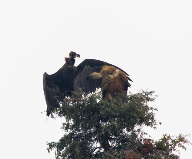 2016-01-24IMG_3818 349