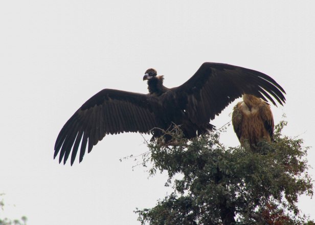 2016-01-24IMG_3821 351