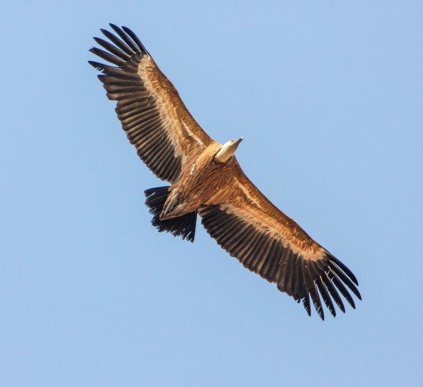 2016-01-24IMG_4156 500