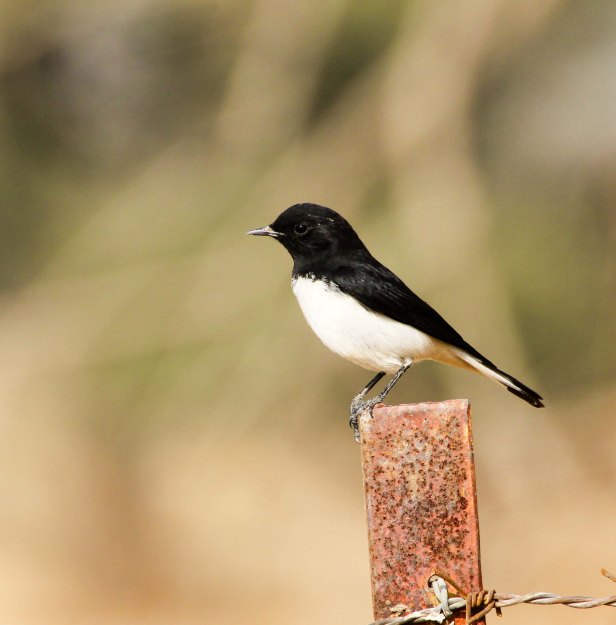 2016-01-24IMG_4180 509