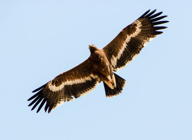 2016-01-24IMG_4309 541