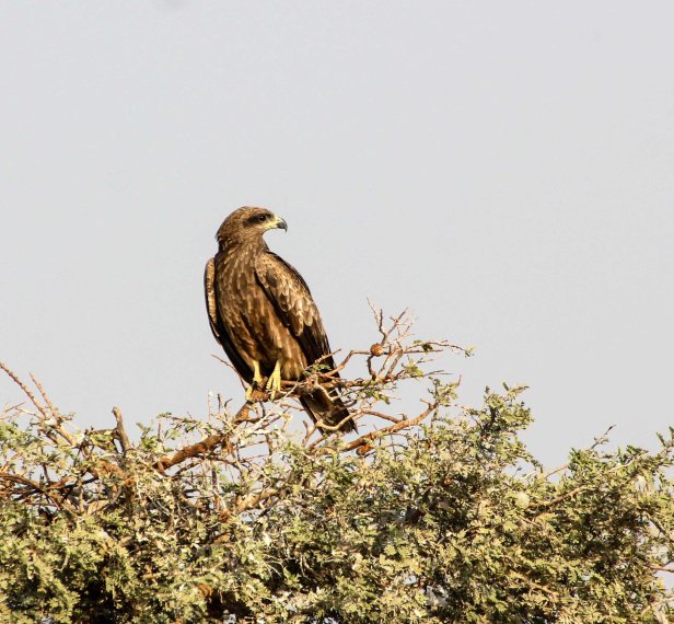 2016-01-24IMG_4503 603