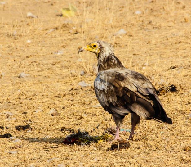 2016-01-24IMG_4515 611