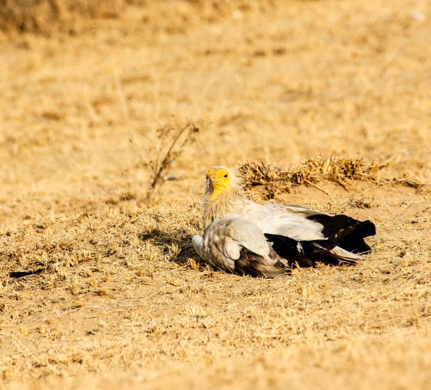 2016-01-24IMG_4659 665