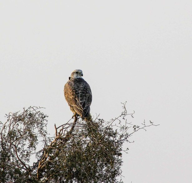 2016-01-24IMG_4758 695