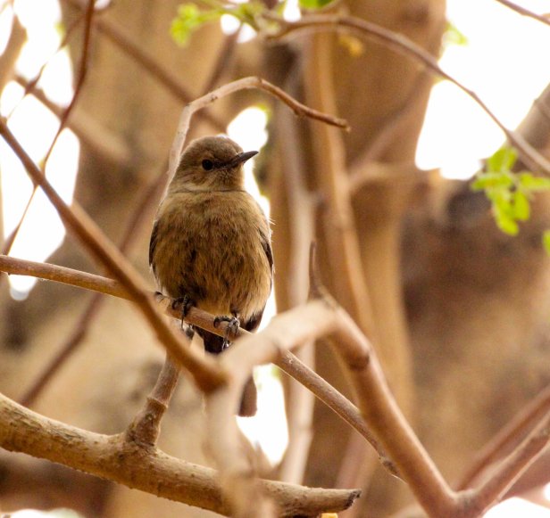 2016-01-25IMG_4781 697