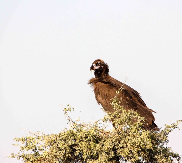 2016-01-25IMG_6027 1046
