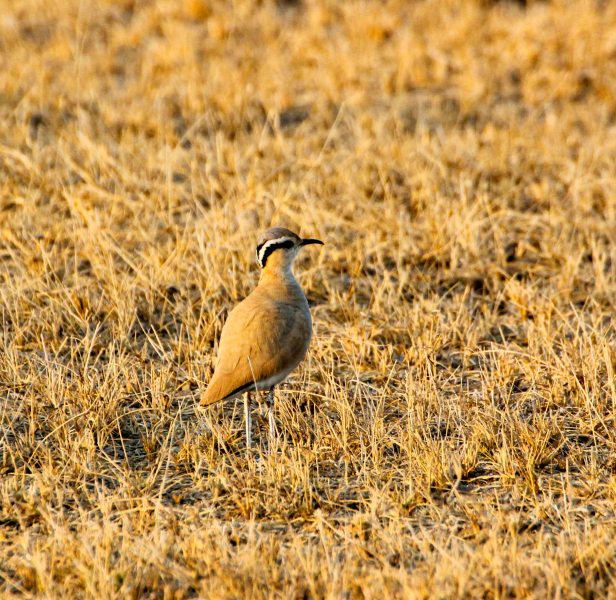 2016-01-25IMG_6449 1150