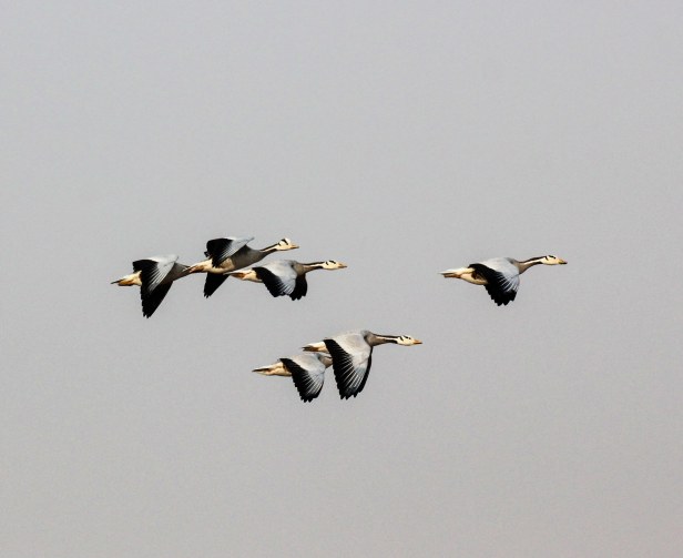 2016-01-26IMG_6768 1266