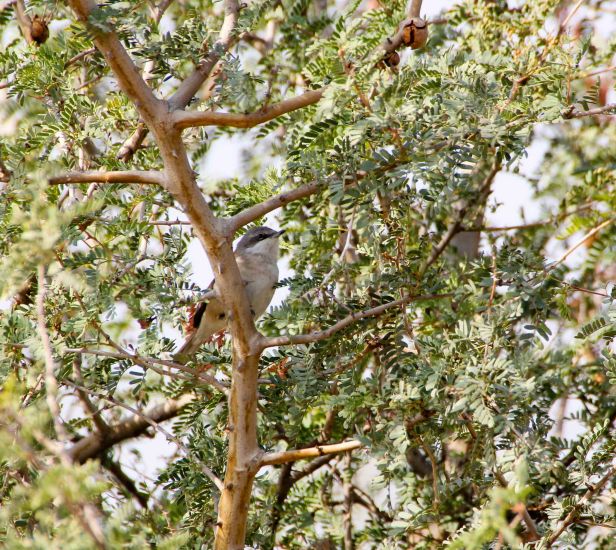 2016-01-26IMG_7202 1430