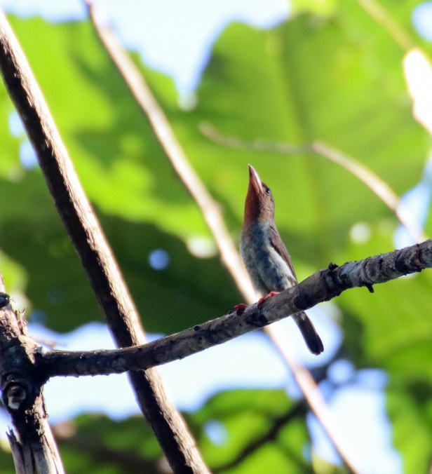 20170627-IMG_3239 (1)