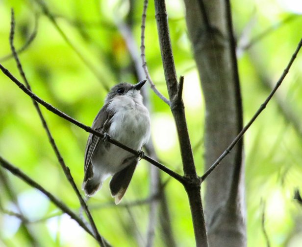 20170812-IMG_4147 (1)