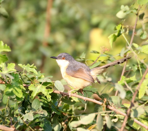 Ashy Prinia