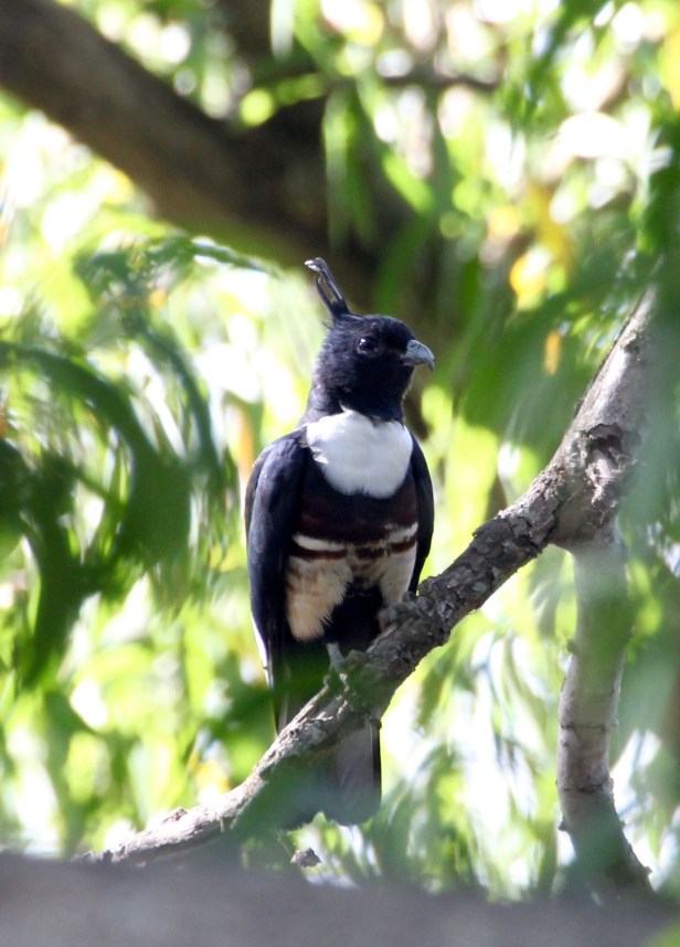 Black Baza
