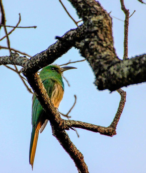 Blue-bearded Bee-eater-2