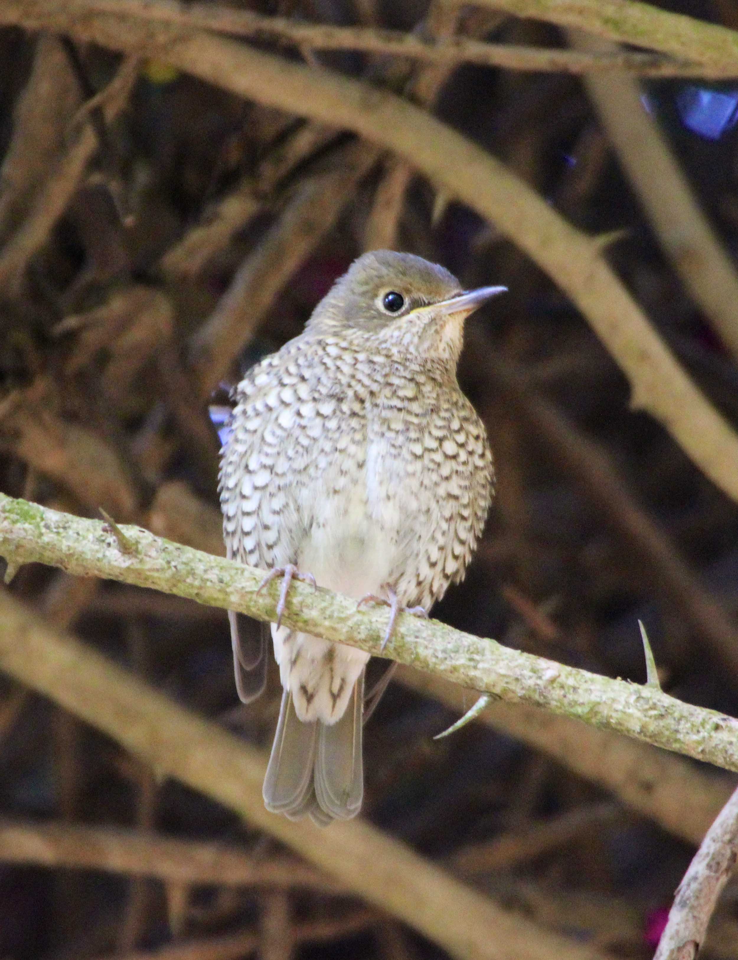 Blue Rock Thrush (Female) (1)