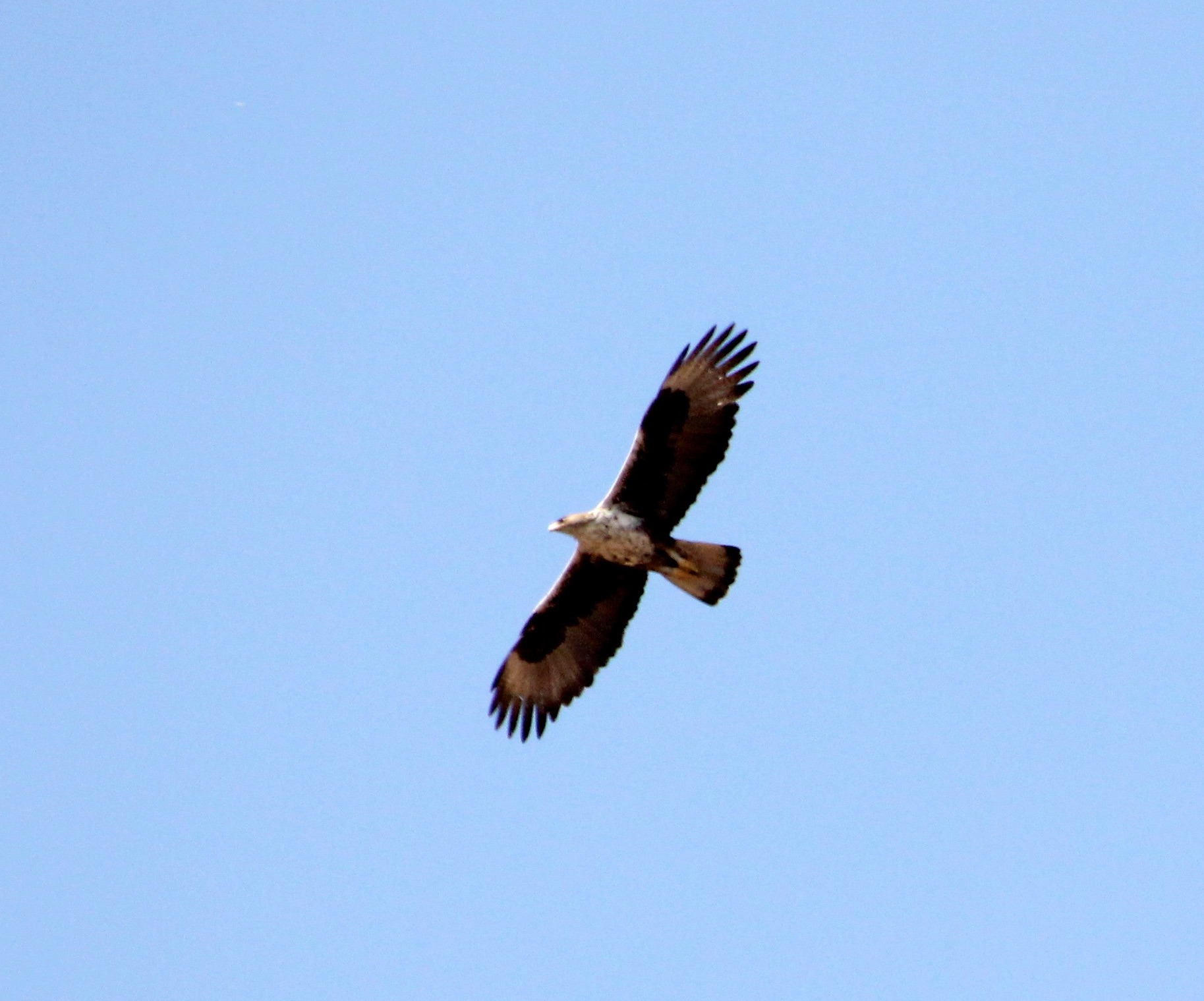 Bonelli's Eagle