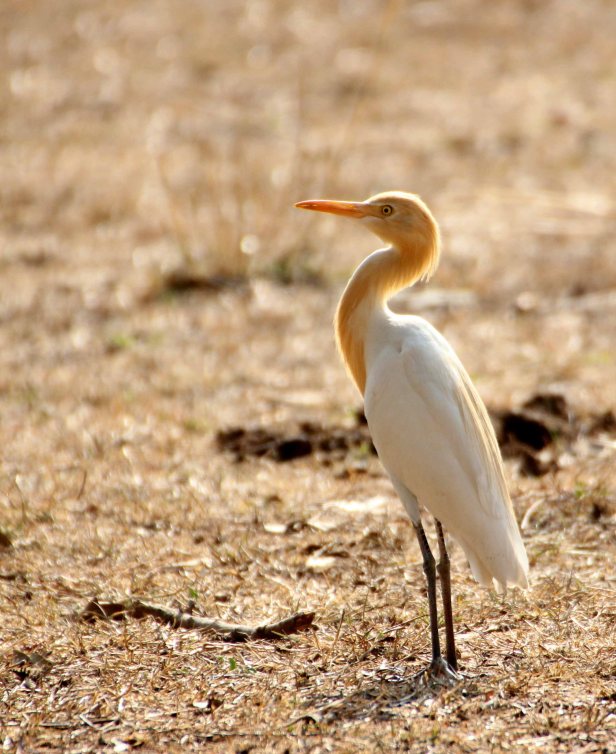 Cattle Egret