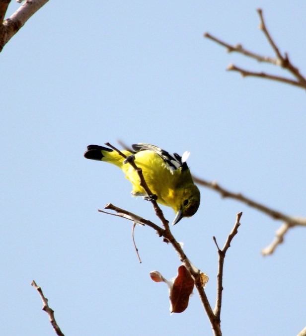 Common Iora