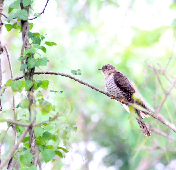 Eurasian Cuckoo