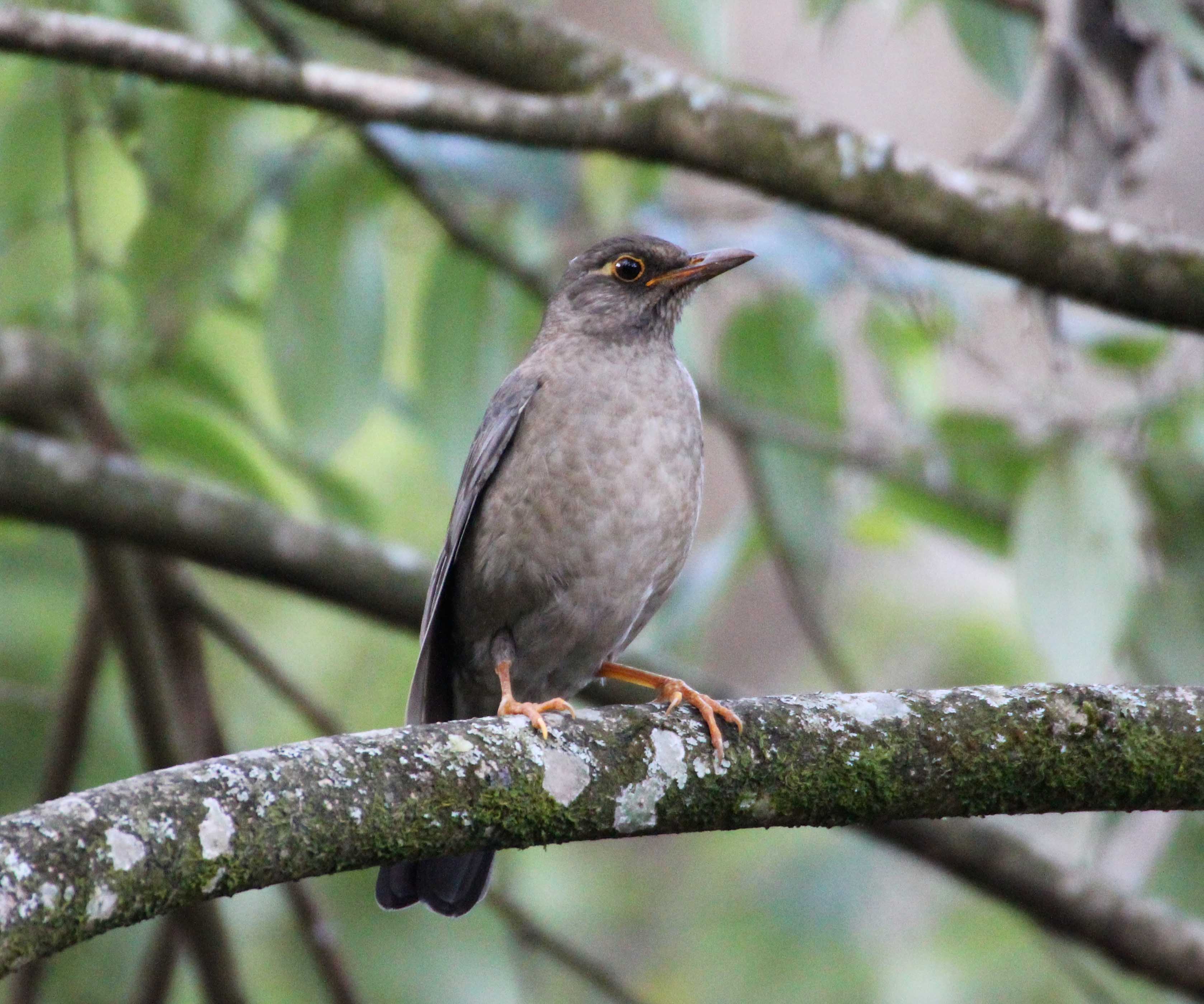 Indian Blackbird (Female)