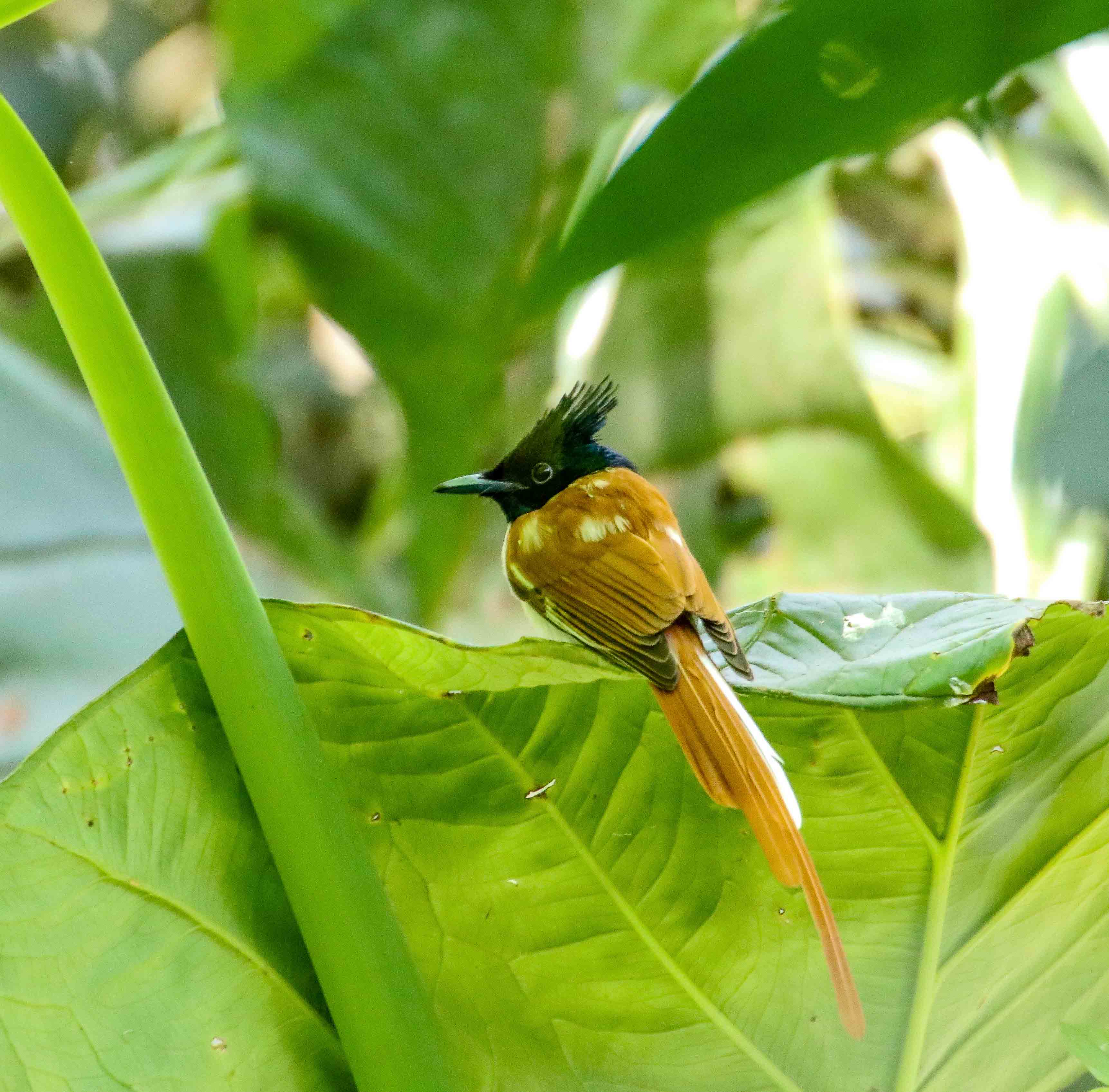 Indian Paradise Flycatcher (Transition)