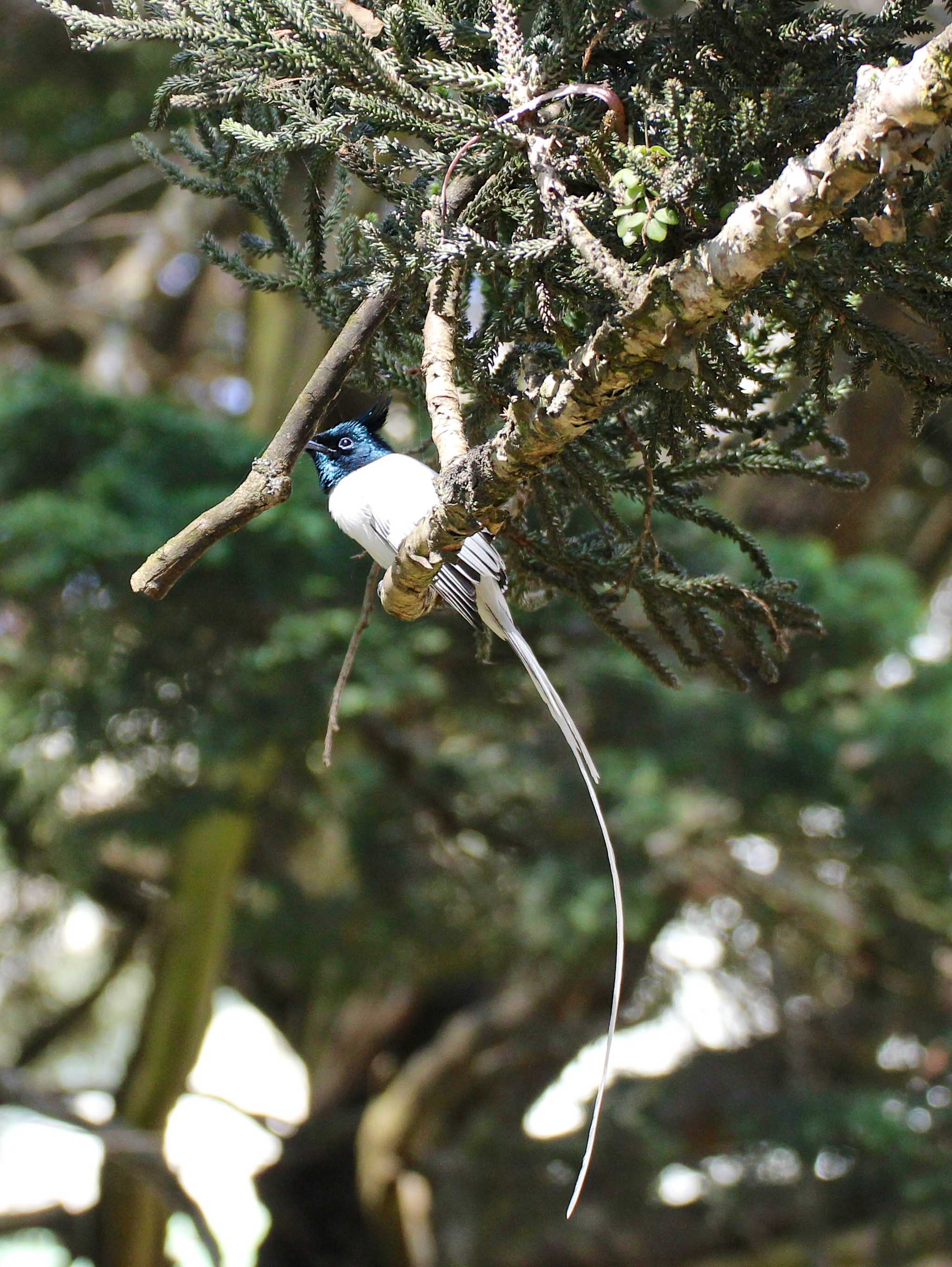 Indian Paradise Flycatcher