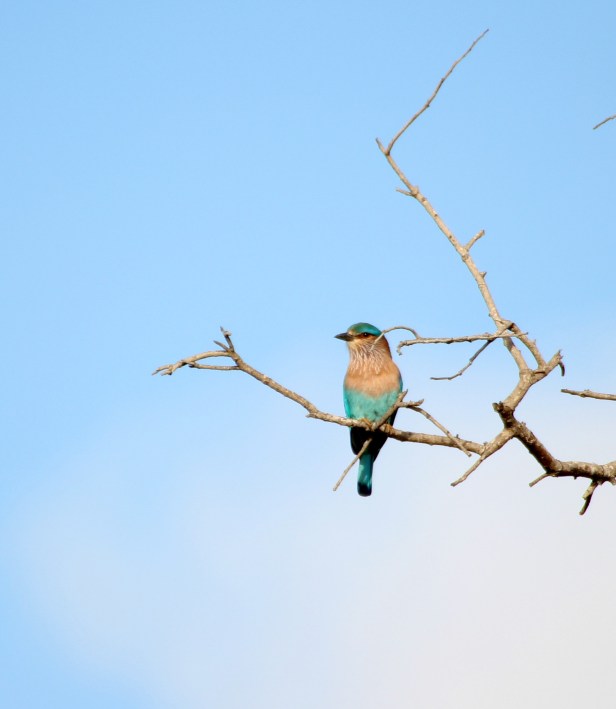 Indian Roller