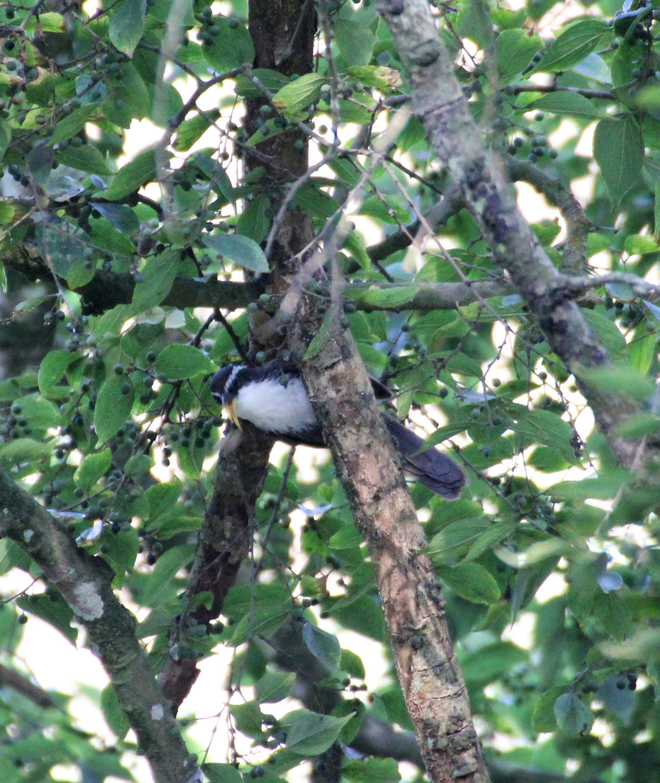 Indian Scimitar Babbler