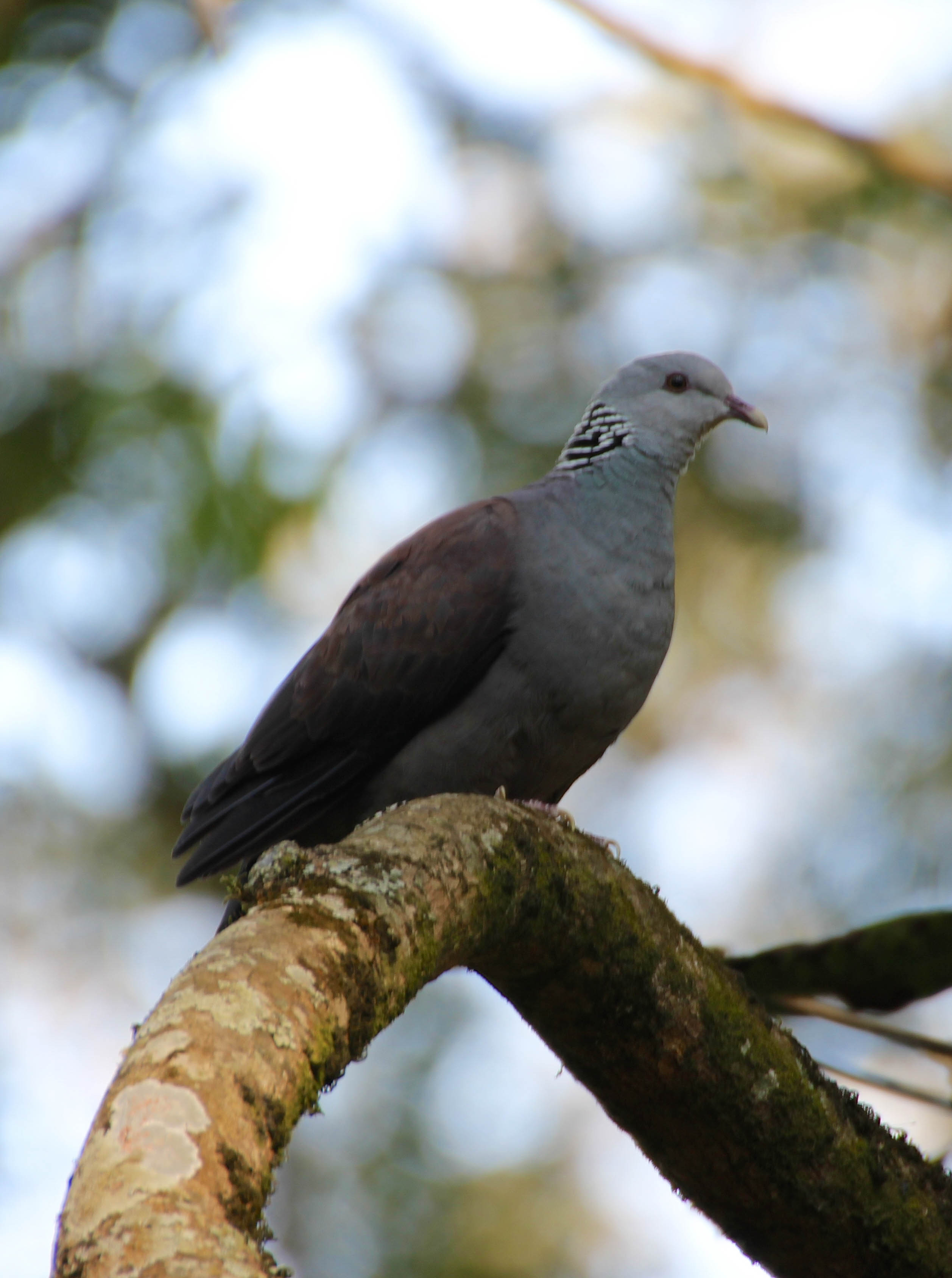 Nilgiri Wood Pigeon (1)