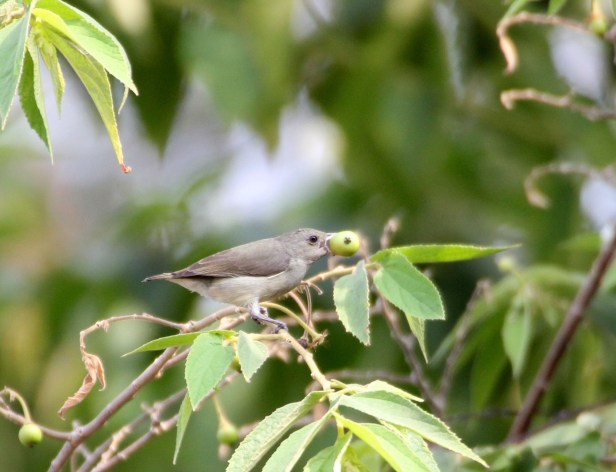 Pale-billed Flowerpecker