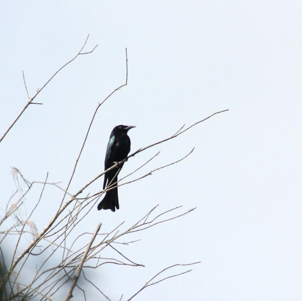 Spangled Drongo