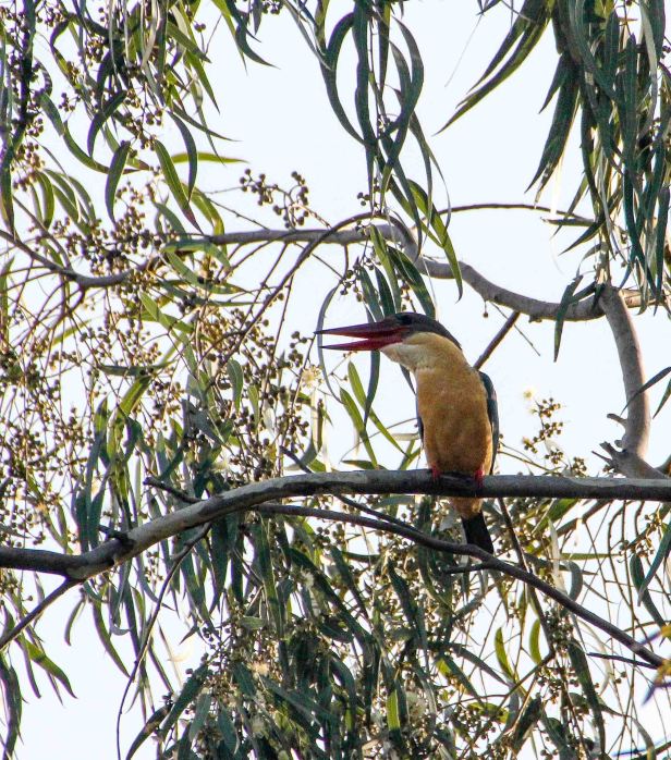 Stork-billed Kingfisher