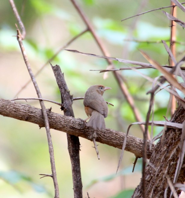 Tawny Bellied Babbler