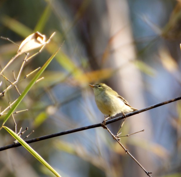 TIckell's Leaf Warbler